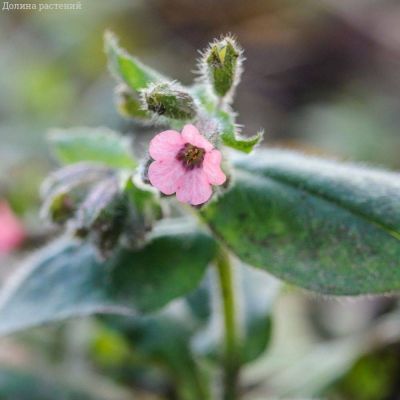 Медуница сахаратная Дора Белефелд - Dolina-Sad.Ru