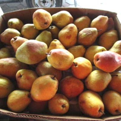 Груша Киффер Груша Киффер - Dolina-Sad.Ru