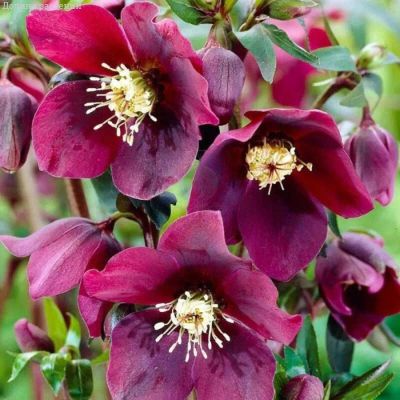 Морозник Красно-коричневый - Dolina-Sad.Ru