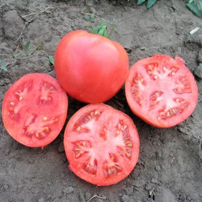 Томат Первоклашка 0,1 г автор. Томат Первоклашка 0,1 г автор. фото