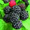 Малина Черная Бристоль/Летняя Малина Черная Бристоль/Летняя фото