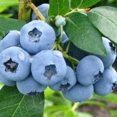 Голубика Денис Блю (Высокорослая) Голубика Денис Блю (Высокорослая) фото