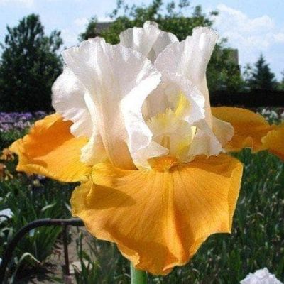 Ирис Пампкин Чизкейк Ирис Пампкин Чизкейк фото