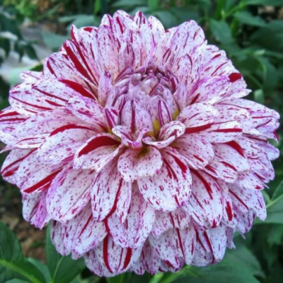 Георгина Тахейо Георгина Тахейо фото