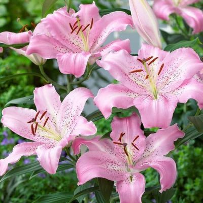 Лилия Жозефина фото