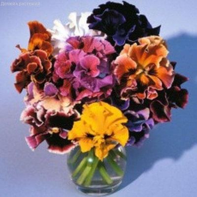 Анютины Глазки Фламенко Анютины Глазки Фламенко фото