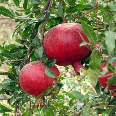 Гранат Азиатский Гранат Азиатский - Dolina-Sad.Ru