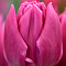 Тюльпан Дубль Принцесс - Dolina-Sad.Ru