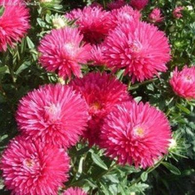 Астра Зарево,карликовая кармин фото