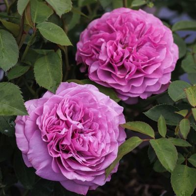 Роза Лавендер Айс Роза Лавендер Айс - Dolina-Sad.Ru