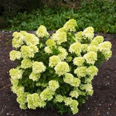 Гортензия метельчатая Литл Пассион Гортензия метельчатая Литл Пассион - Dolina-Sad.Ru