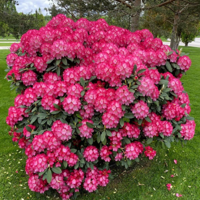 Рододендрон Кристен Бигер Рододендрон Кристен Бигер фото