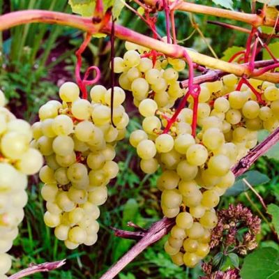 Виноград Супага Виноград Супага фото