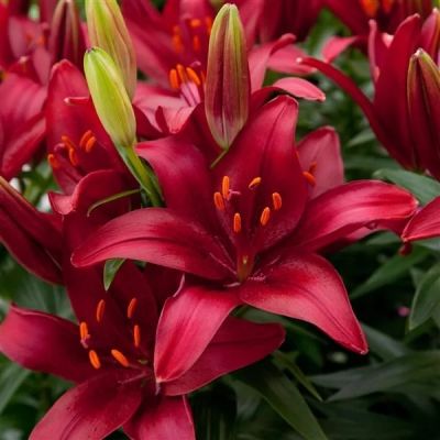 Лилия Каскавель Лилия Каскавель - Dolina-Sad.Ru