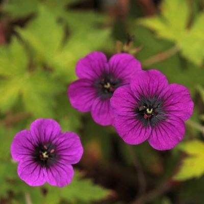 Герань гибридная Анн Фолкард Герань гибридная Анн Фолкард - Dolina-Sad.Ru