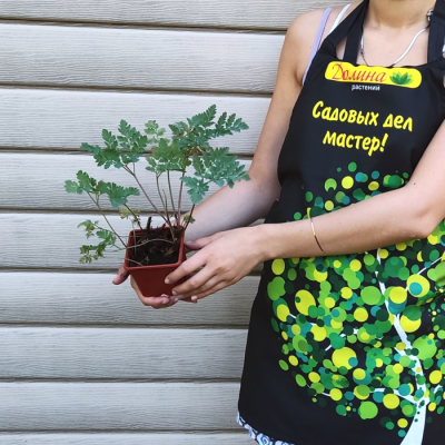 Дицентра Красивая Лакшариэнт Дицентра Красивая Лакшариэнт фото