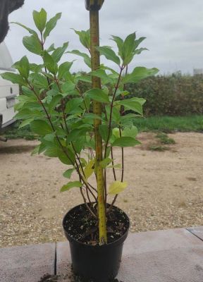 Гортензия метельчатая Мэджикал Файер, С2 - Dolina-Sad.Ru