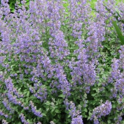 Котовник Фассена Джуниор Уолкер Котовник Фассена Джуниор Уолкер - Dolina-Sad.Ru