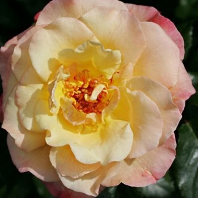 Роза Мунлайт Роза Мунлайт фото