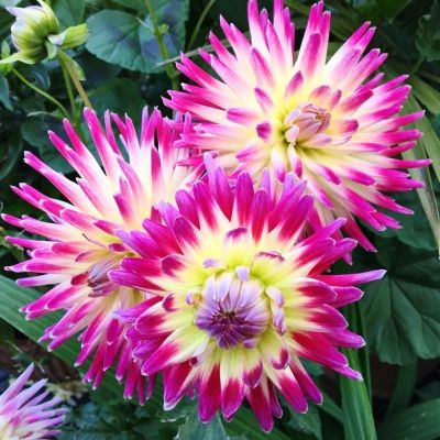 Георгина Таити Санрайз Георгина Таити Санрайз фото