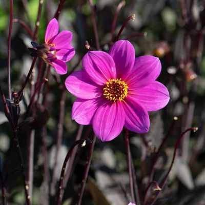 Георгина Джулиет - Dolina-Sad.Ru