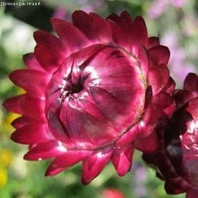 Гелихризум Пурпуреум фото