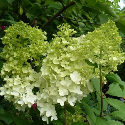 Гортензия метельчатая Мэджикал Лайм Спаркл Гортензия метельчатая Мэджикал Лайм Спаркл - Dolina-Sad.Ru