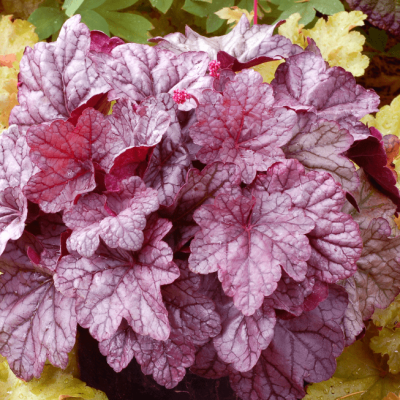 Гейхера Шуга Плюм , С1,5 Гейхера Шуга Плюм , С1,5 фото