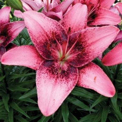 Лилия Тренди Санто Доминго Лилия Тренди Санто Доминго - Dolina-Sad.Ru