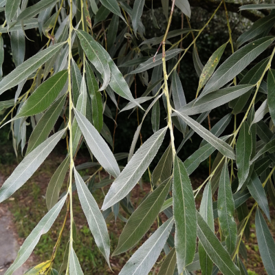 Ива белая, С3 - Dolina-Sad.Ru