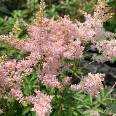 Астильба простолистная Хенни Графланд Астильба простолистная Хенни Графланд фото