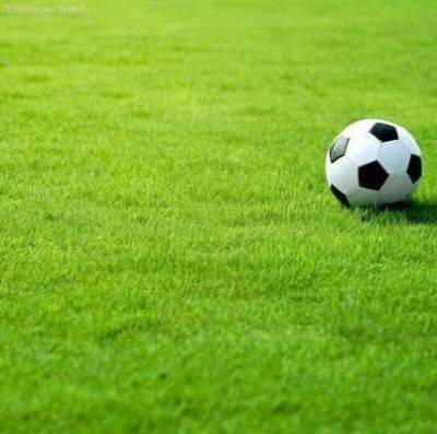 Травосмесь газонная Спортивная Зеленая Русь фото