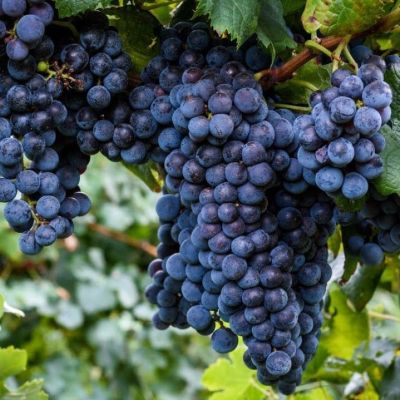 Виноград Изабелла Виноград Изабелла - Dolina-Sad.Ru