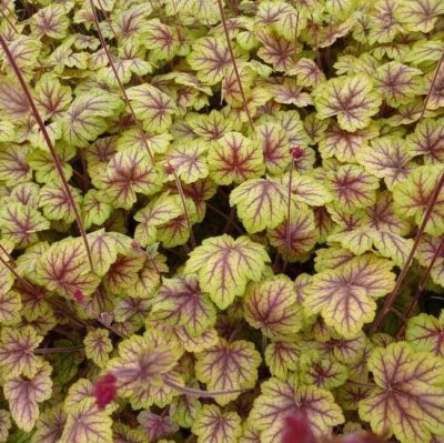 Гейхера Ван Гог Гейхера Ван Гог - Dolina-Sad.Ru