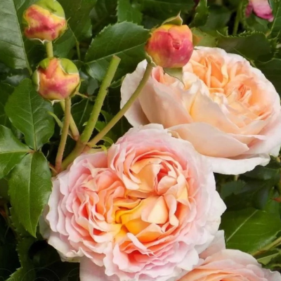 Роза Сангерхаузер Юбиляум Роза Сангерхаузер Юбиляум фото