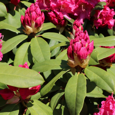 Рододендрон Кристен Бигер Рододендрон Кристен Бигер фото