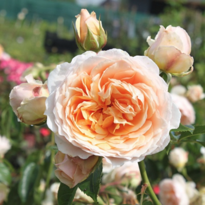 Роза Джинжер Селибаб Роза Джинжер Селибаб - Dolina-Sad.Ru