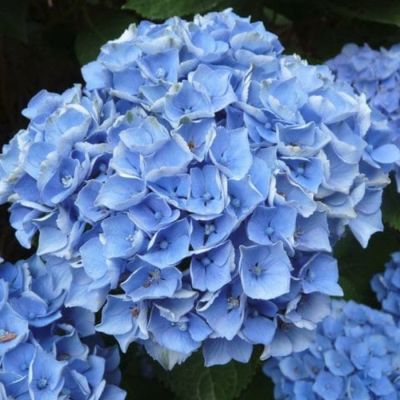 Гортензия крупнолистная Ксиан - Dolina-Sad.Ru