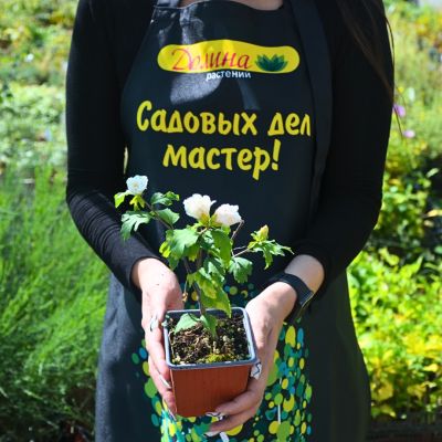 Гибискус сирийский Адмирал Девей Гибискус сирийский Адмирал Девей - Dolina-Sad.Ru