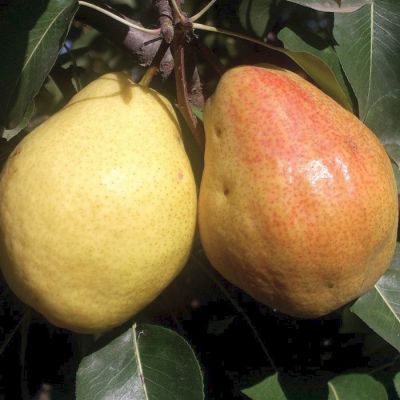 Груша Киффер Груша Киффер - Dolina-Sad.Ru