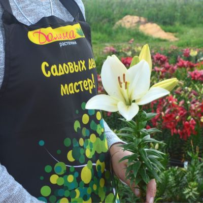 Лилия Брайт Даймонд Лилия Брайт Даймонд - Dolina-Sad.Ru