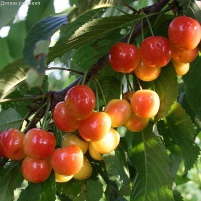 Черешня Наслаждение фото