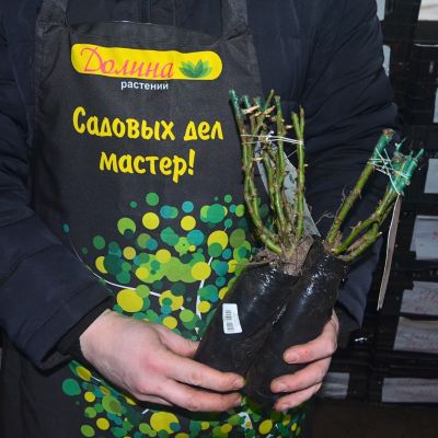 Роза Голден Парфюм Роза Голден Парфюм фото