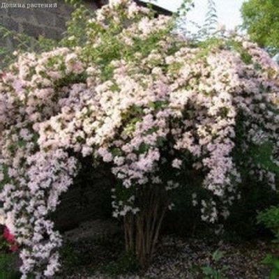 Кольквиция Марадко Кольквиция Марадко фото