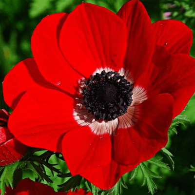 Анемона Голландия Анемона Голландия фото