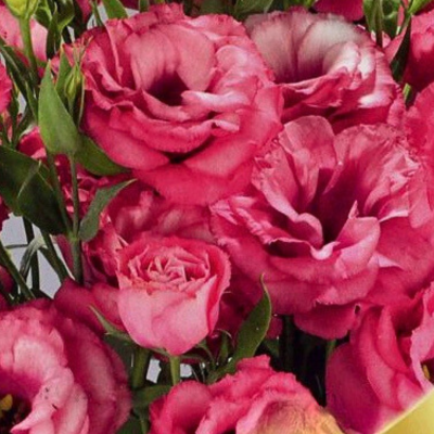 Эустома Вишенка F1, гранул. пробирка Эустома Вишенка F1, гранул. пробирка - Dolina-Sad.Ru