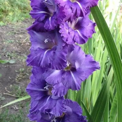 Гладиолус Блю Маунтин - Dolina-Sad.Ru