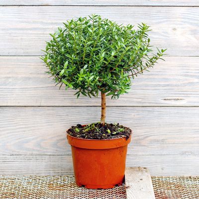 Мирт на штамбе Мирт на штамбе фото