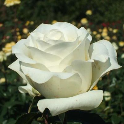 Роза Мачо - Dolina-Sad.Ru