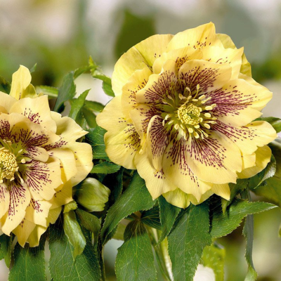 Морозник Дабл Элен Еллоу Споттид - Dolina-Sad.Ru